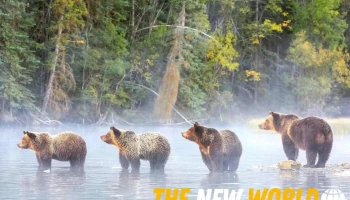 Bear Street Financial Group - Banff
