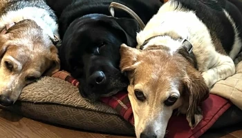 Berwick Animal Hospital - Berwick