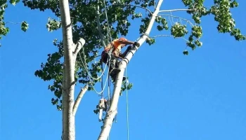 Busy Beavers Tree Service - Grande-Digue