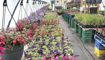 Faith Greenhouses - Lewisporte