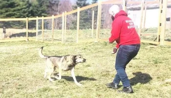 Island Canine Consulting - Canada