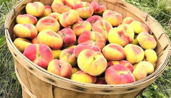 Nichols Farm Market - Berwick