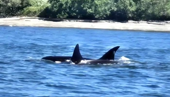 Ocean Ecoventures Whale Watching - Cowichan Bay