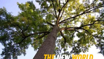 Trilogy Tree Services Ltd. - Canada
