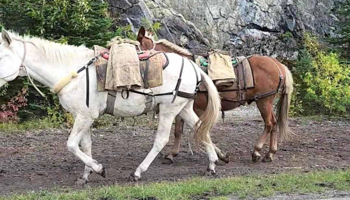 Banff Trail Riders -    Store Videos - Banff