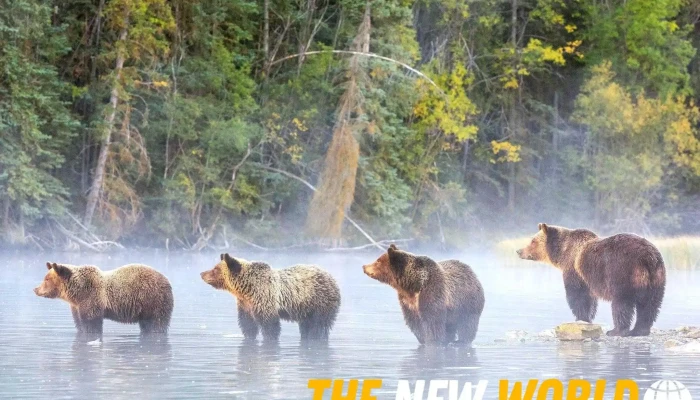 Bear Street Financial Group -  All - Banff