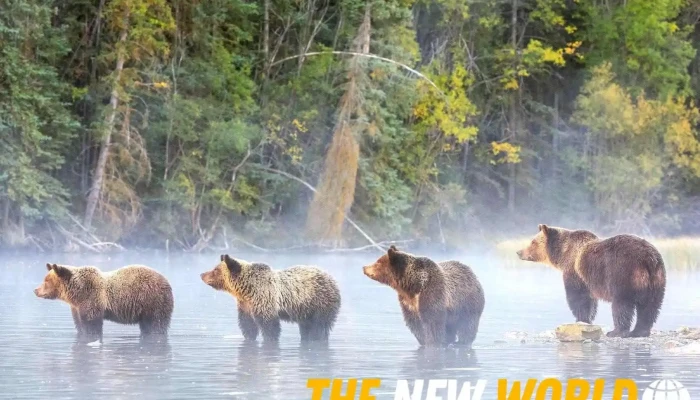 Bear Street Financial Group - Banff