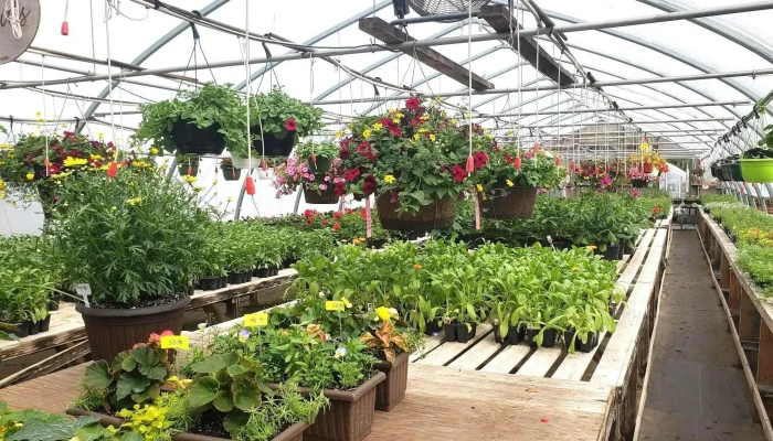 Beautiful Flowers Nursery Garden Centre All - Bishop's Falls