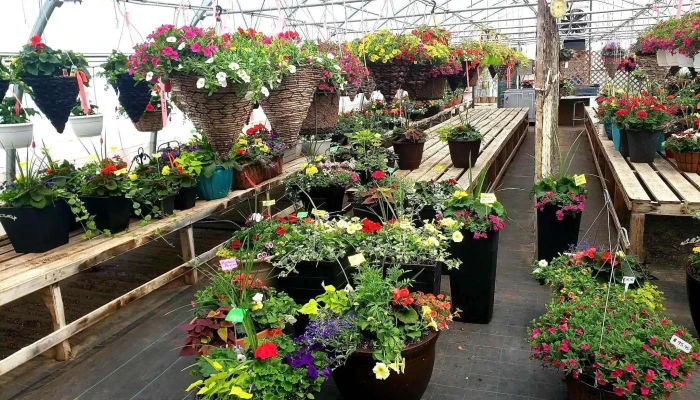 Beautiful Flowers Nursery Garden Centre Flower - Bishop's Falls