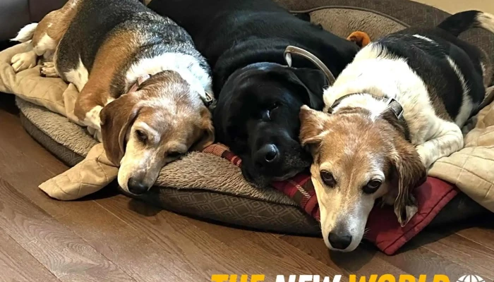 Berwick Animal Hospital -  All - Berwick
