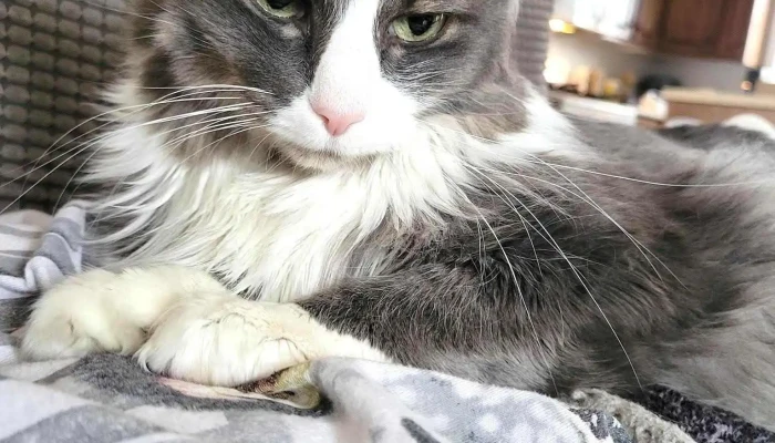 Berwick Animal Hospital -  Cat - Berwick