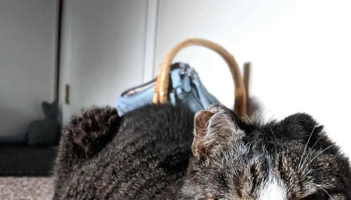 Berwick Animal Hospital -  Instagram - Berwick