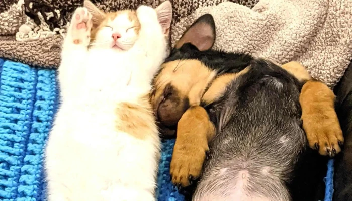 Berwick Animal Hospital -  Open Now - Berwick
