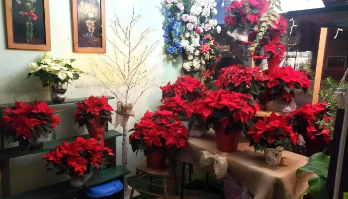 Biggar Flower Gift Shop All - Biggar