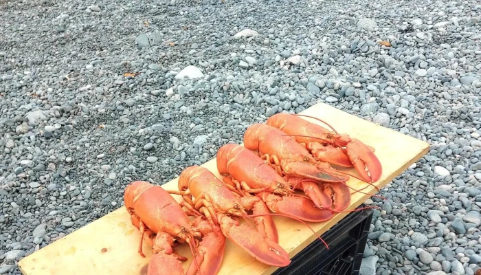 Bonavista Adventure Tours -  Tour Operator - Bonavista