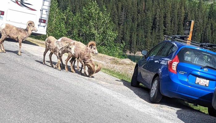 Bow Valley Regional Transit Services Commission -    Roam Transit Number - Banff