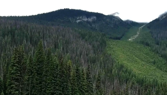 Brewster Sightseeing -  Website - Banff