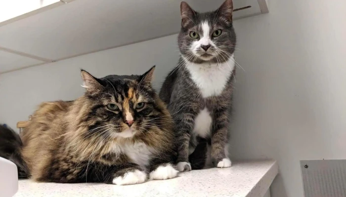 Clinique Veterinaire Bedford Inc Cat - Bedford