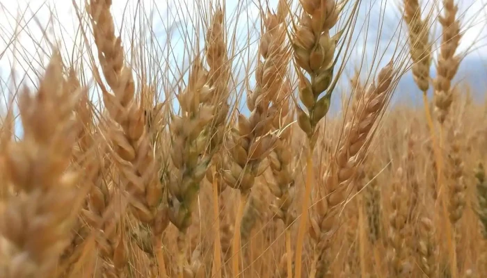 Core Ag Inputs - Carstairs - Carstairs