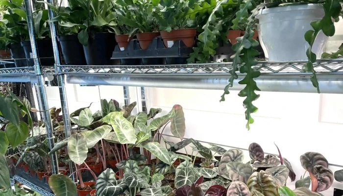 Diamond Valley Tropicals -  Videos - Diamond Valley
