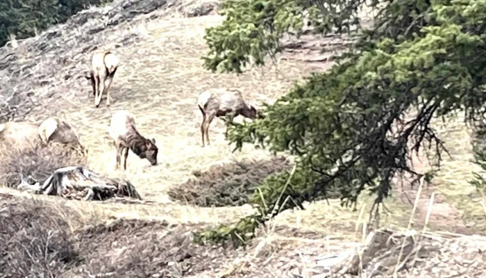 Discover Banff Tours -  How To Get There - Banff