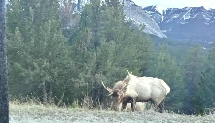 Discover Banff Tours -  Where - Banff