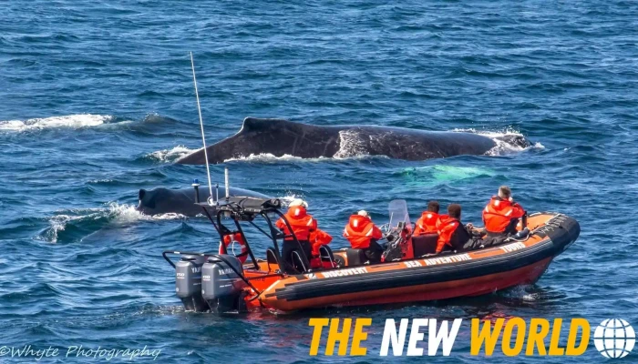 Discovery Sea Adventure Tours -  All - Bonavista
