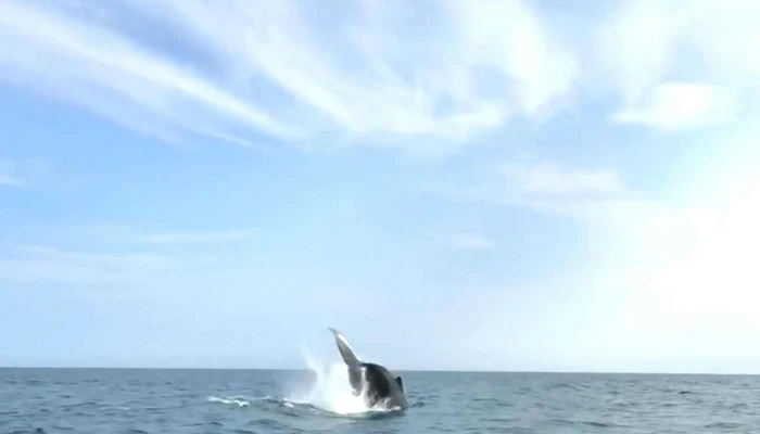 Discovery Sea Adventure Tours -  Comments - Bonavista