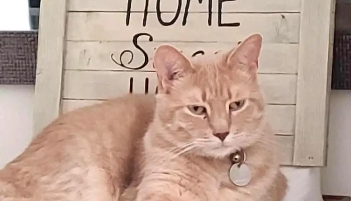 Eastern Slopes Veterinary Services -  Cat - Diamond Valley