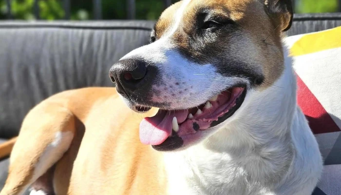 Eastern Slopes Veterinary Services -  Instagram - Diamond Valley