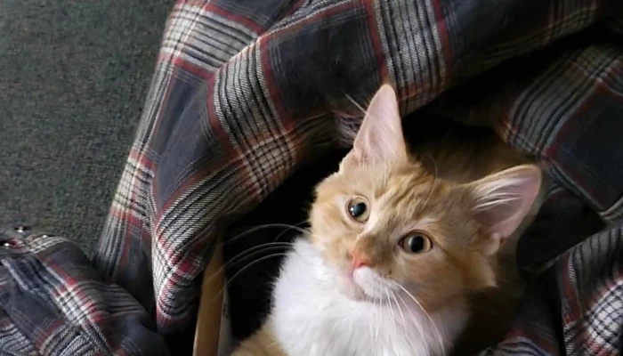 Eastern Slopes Veterinary Services -  Location - Diamond Valley