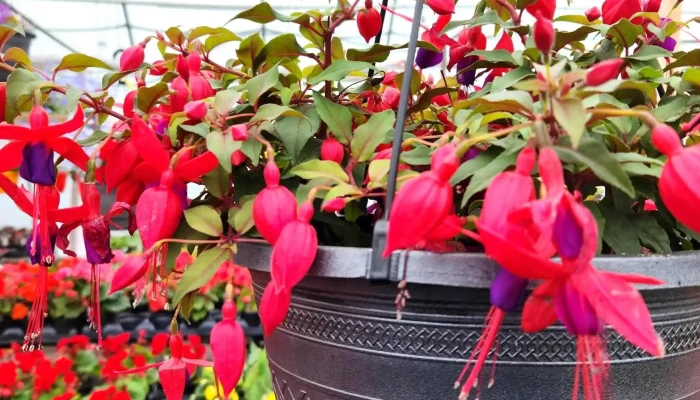 Faith Greenhouses -  Phone - Lewisporte