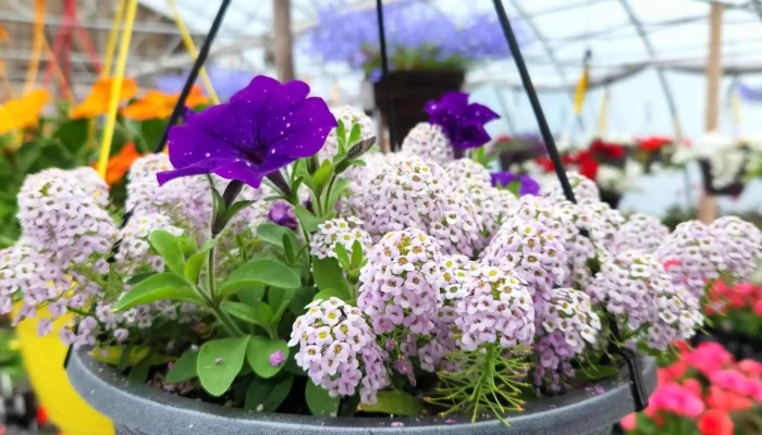 Faith Greenhouses -  Website - Lewisporte