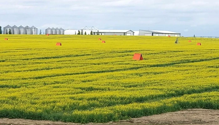 Forty Mile Pollinators -  Field - Bow Island
