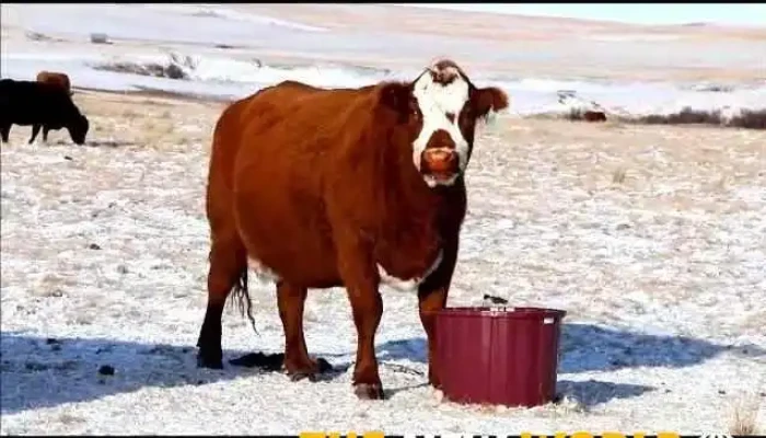 Last Chance Ranch -  Cattle - Biggar