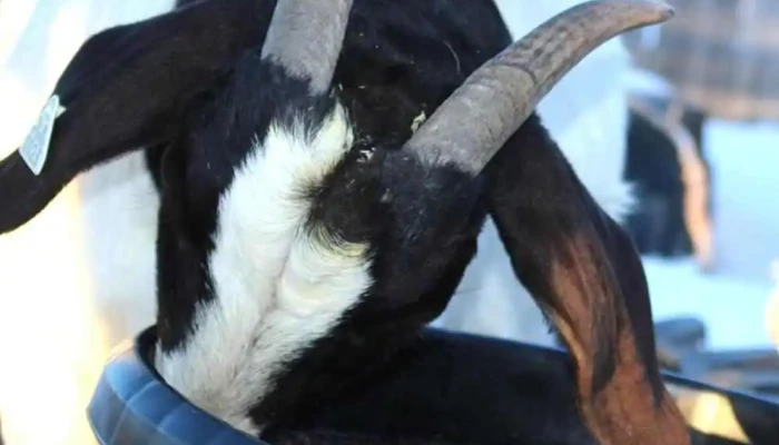 Last Chance Ranch -  Goat - Biggar