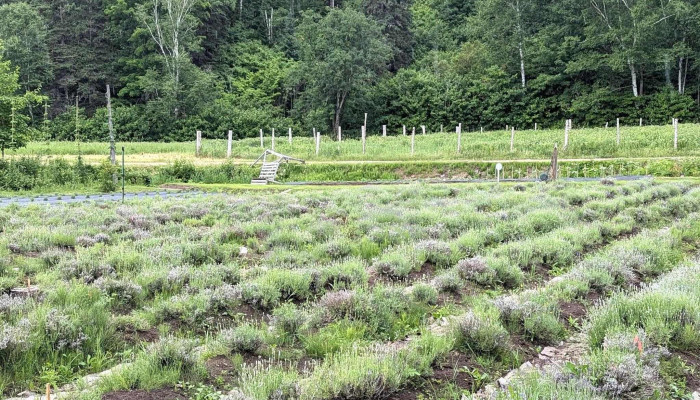 Lavande Azulee Lavender Farm Website - Baie-saint-paul
