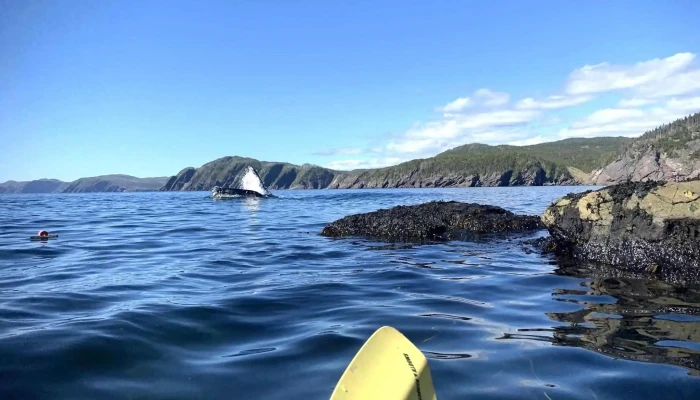 Lodge Adventure Tours -  All - Trinity Bay North