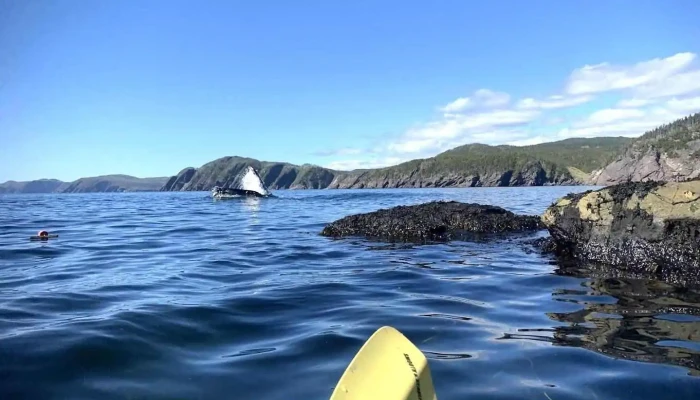 Lodge Adventure Tours - Trinity Bay North