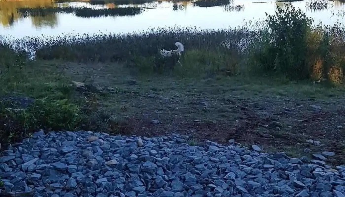 Miller Lake - Ns