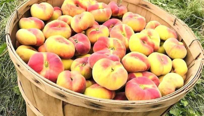 Nichols Farm Market - Berwick