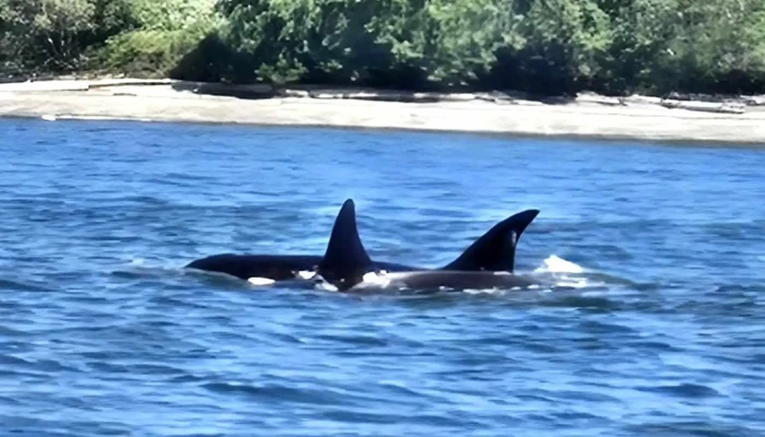 Ocean Ecoventures Whale Watching - Cowichan Bay